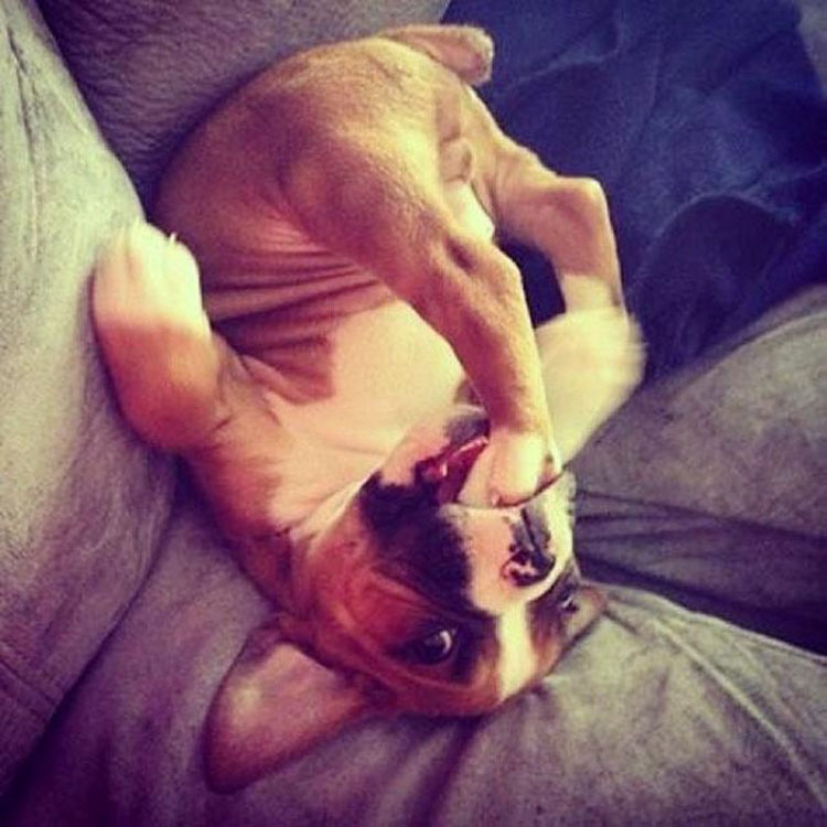 34 Animales que han tenido un lunes peor que el suyo