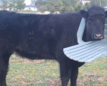 33 Animales que han tenido un lunes peor que el tuyo 4 34 Animales que han tenido un lunes peor que el suyo