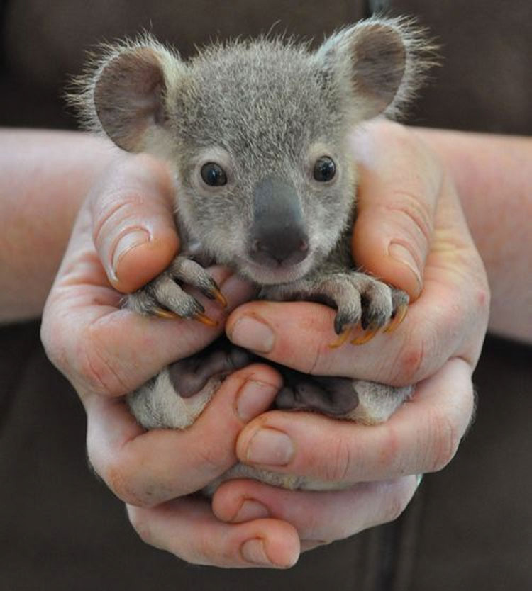 20 Animales que nunca has visto de bebés