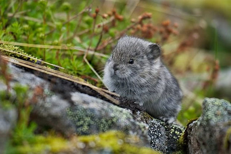 20 Animales que nunca has visto de bebés