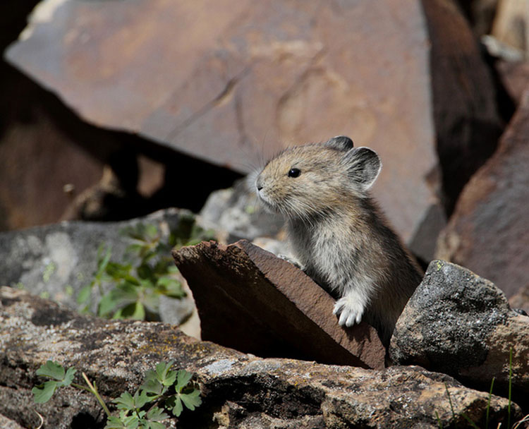 20 Animales que nunca has visto de bebés