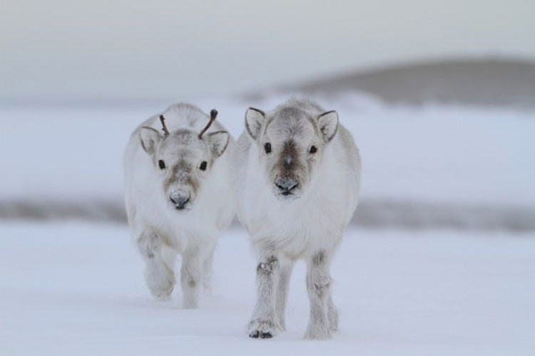 20 Animales que nunca has visto de bebés