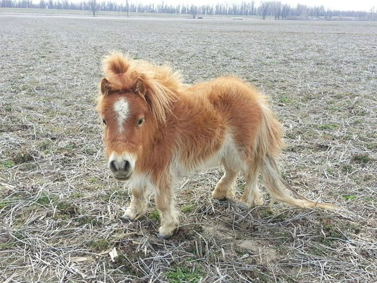 20 Animales que nunca has visto de bebés