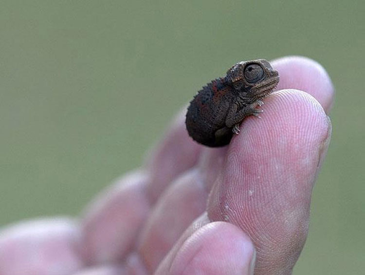 20 Animales que nunca has visto de bebés