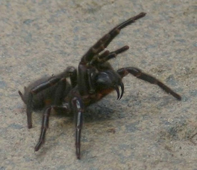 Si alguna vez te encuentras con esta araña australiana, ¡CORRE tan rápido como puedas!