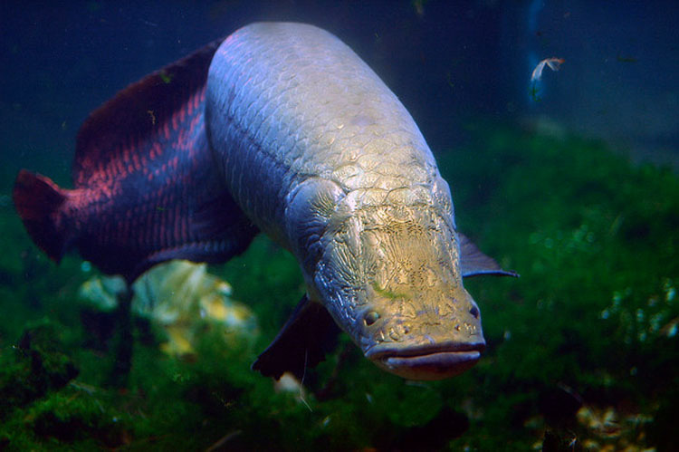 Iba de pesca por el Amazonas - Y lo que encontró fue un MONSTRUO gigante 