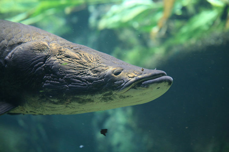 Iba de pesca por el Amazonas - Y lo que encontró fue un MONSTRUO gigante 