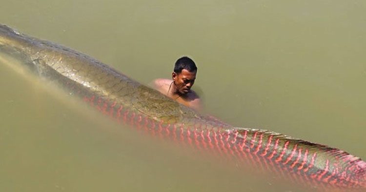 Iba de pesca por el Amazonas - Y lo que encontró fue un MONSTRUO gigante