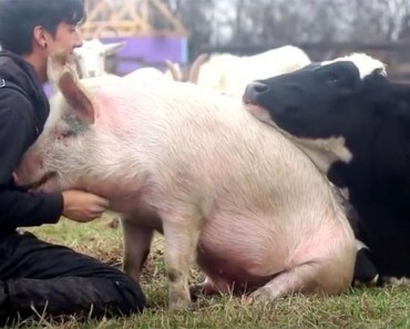 Una vaca y un cerdo 'luchan' por llamar la atención de su cuidador en uno de los vídeos más felices que hemos visto NUNCA
