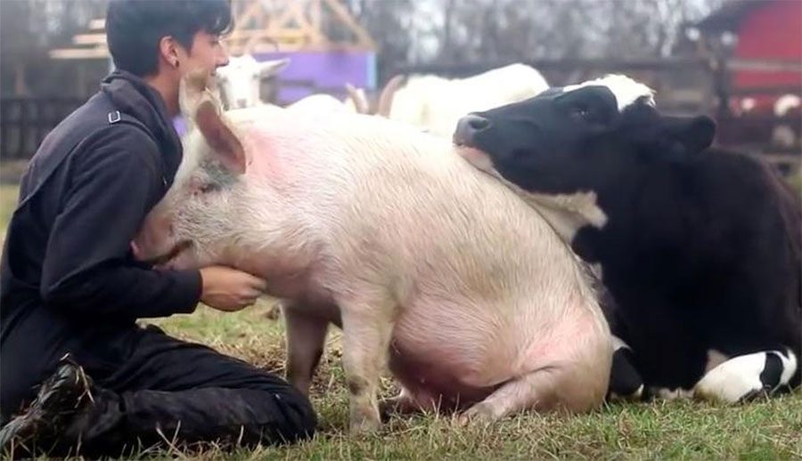 Una vaca y un cerdo 'luchan' por llamar la atención de su cuidador en uno de los vídeos más felices que hemos visto NUNCA