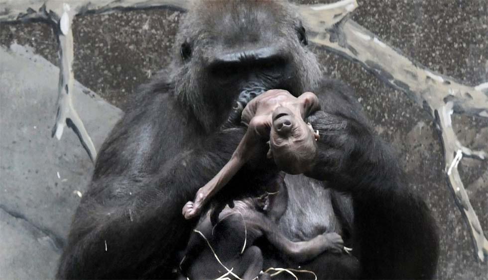 Este bebé gorila murió en un zoo, y su madre simplemente no pudo DEJAR QUE SE FUERA