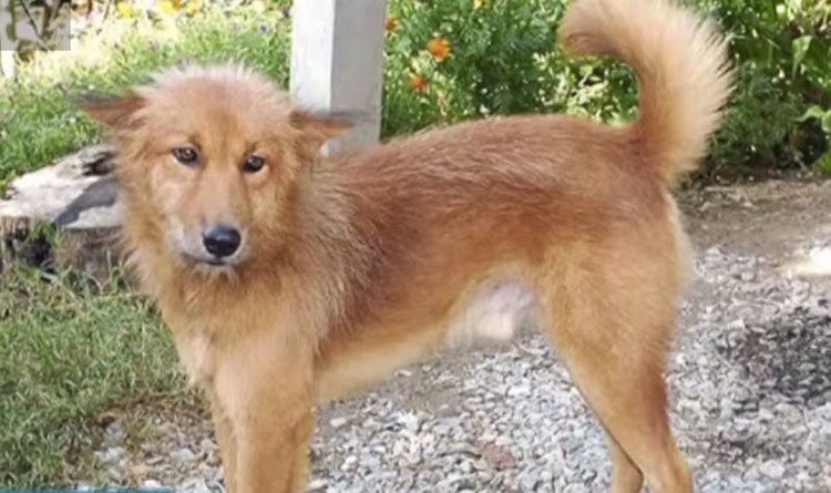 Este perro trajo una bolsa de plástico del basurero a casa, no podían creer lo que HABÍA en ella