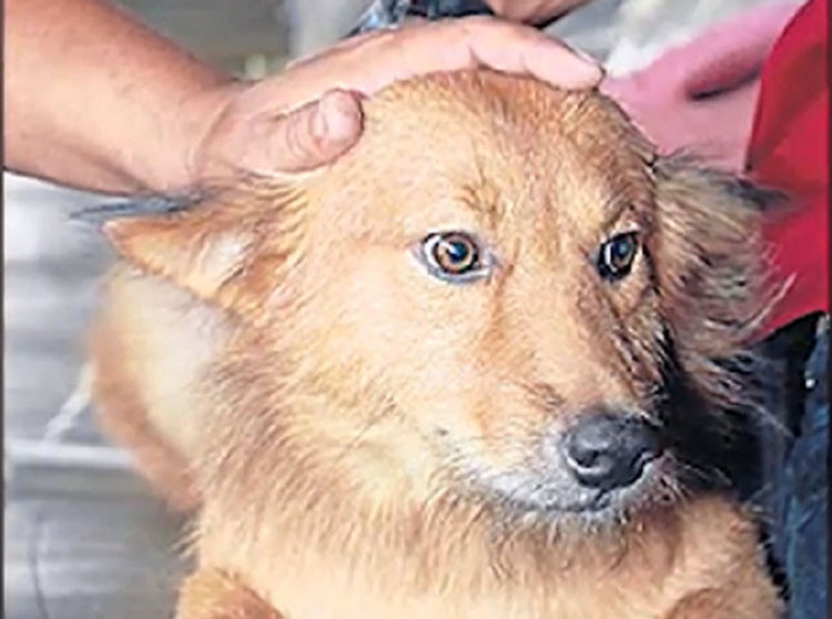 Este perro trajo una bolsa de plástico del basurero a casa, no podían creer lo que HABÍA en ella