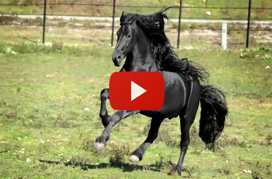 Dicen Que Este Es El Caballo Mas Hermoso Del Mundo Estoy Totalmente De Acuerdo Despues De Ver Esto Dicen Que Este Es El Caballo Mas Hermoso Del Mundo Estoy Totalmente De Acuerdo Despues De Ver Esto