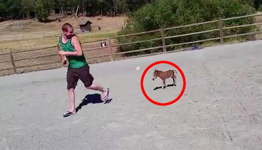 Este es el caballo más pequeño que EXISTE. No lo creerás cuando lo veas correr 4 Este es el caballo más pequeño que EXISTE. No lo creerás cuando lo veas correr