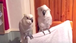 Su dueño pone música de Elvis, ahora MIRA lo que hace el pájaro de la derecha. ¡DIVERTIDÍSIMO!