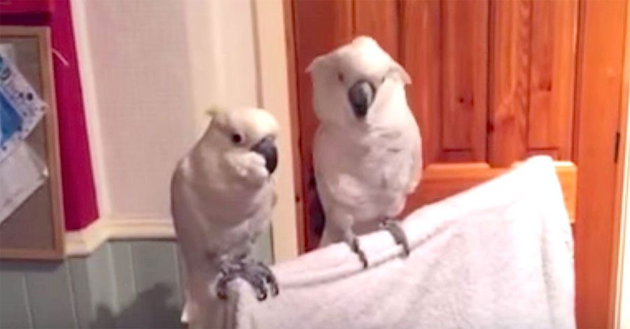 Su dueño pone música de Elvis, ahora MIRA lo que hace el pájaro de la derecha. ¡DIVERTIDÍSIMO!
