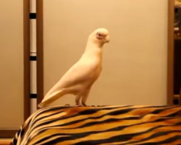 El vídeo de esta cacatua se ha hecho VIRAL. ¿La razón? ¡Es HILARANTE!