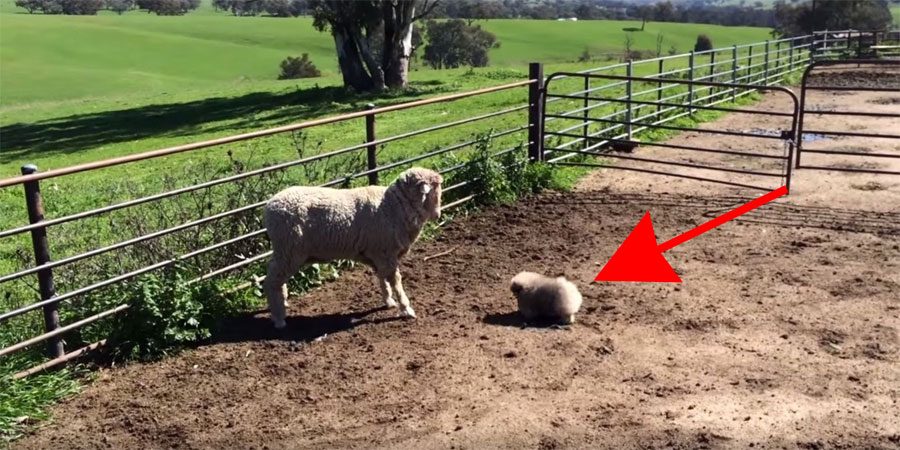 Este cachorro intenta conducir a una oveja y no puedo entender por qué todo el mundo se ríe