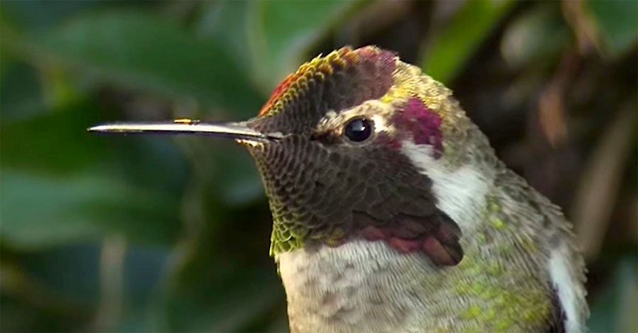 Este colibrí mira a la cámara, ahora ATENTOS a sus plumas. ¡INCREÍBLE!