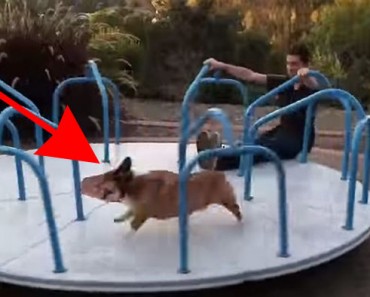 Cada vez que llega su Corgi al parque HACE ALGO hilarantemente divertido