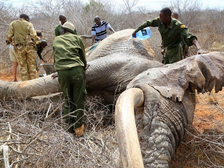 Elefantes a los que les han DISPARADO flechas envenenadas viajan para que les ayuden