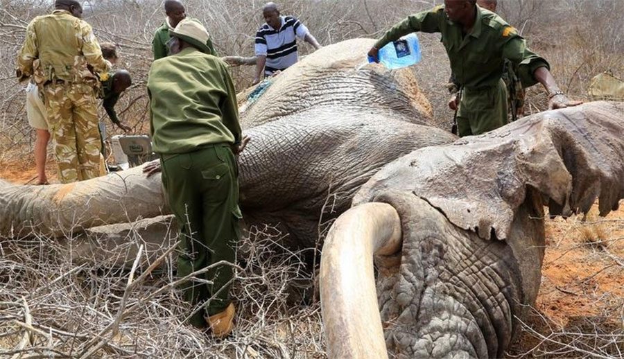 Elefantes a los que les han DISPARADO flechas envenenadas viajan para que les ayuden