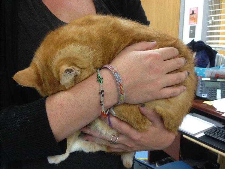 Esta gata está tan asustada en el refugio que no muestra ni su cara