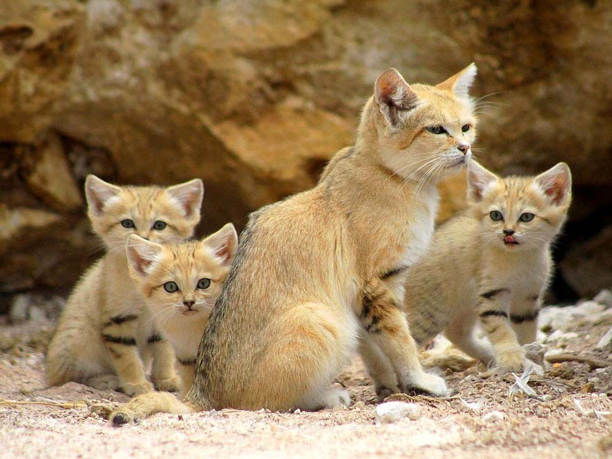 Los gatos adultos de esta RARA especie salvaje parecen adorables gatitos durante TODA SU VIDA