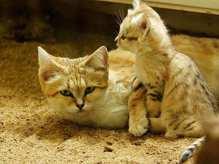 Los gatos adultos de esta RARA especie salvaje parecen adorables gatitos durante TODA SU VIDA