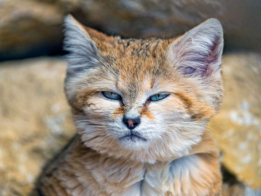 Los gatos adultos de esta RARA especie salvaje parecen adorables gatitos durante TODA SU VIDA