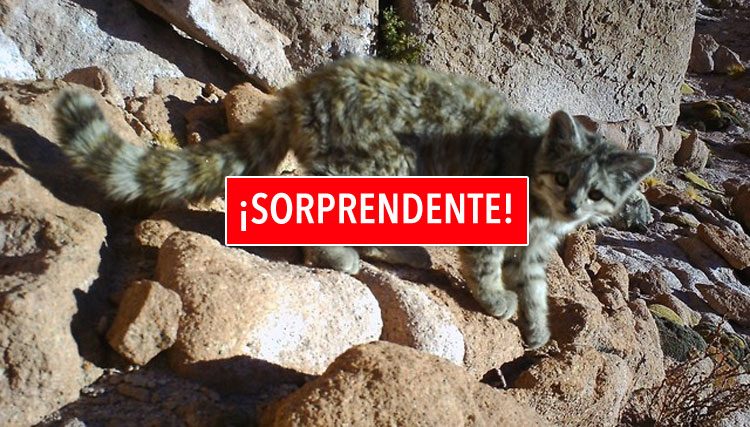 Nuevas fotos capturadas de uno de los gatos más raros del mundo