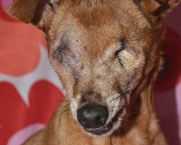 Pasó 12 años enteros encerrada en una jaula... Hasta que sus salvadores llegaron 5 Pasó 12 años enteros encerrada en una jaula... Hasta que sus salvadores llegaron