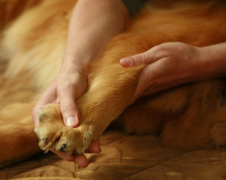 Cómo dar masajes a su perro, si tiene perro DEBERíA leer esto (él se lo agradecerá)