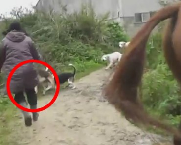 Mujer salva a un zorro de una jauría de perros y cazadores. ¡Qué VALIENTE!