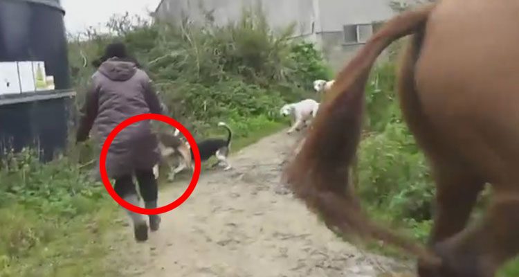 Mujer salva a un zorro de una jauría de perros y cazadores. ¡Qué VALIENTE!