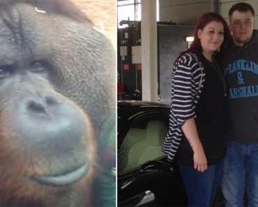Orangután no dejaba de mirarlos. Cuando se enteraron de la razón... ¡Oh, Dios mío!