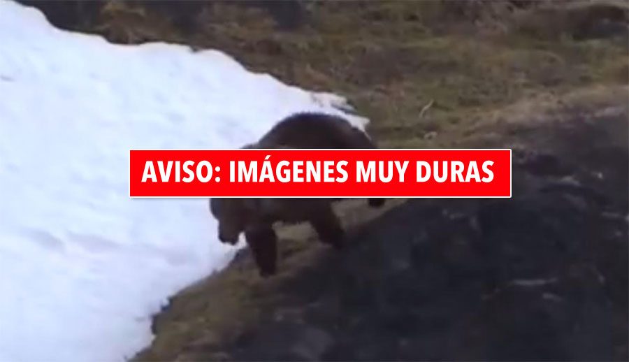 IMÁGENES DURAS: Este oso intenta escapar desesperadamente de unos cazadores en un desgarrador video