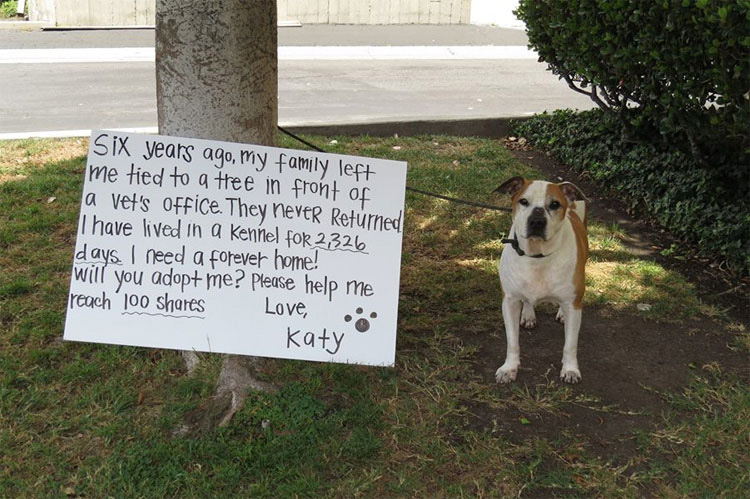 Esta perrita abandonada lleva esperando 2.326 días para tener una familia 1