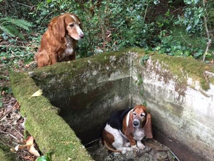 Dos perros desaparecen en el bosque, hasta que un extraño ve la IMPRESIONANTE verdad...