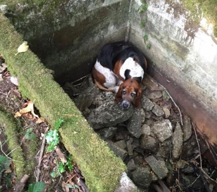 Dos perros desaparecen en el bosque, hasta que un extraño ve la IMPRESIONANTE verdad...