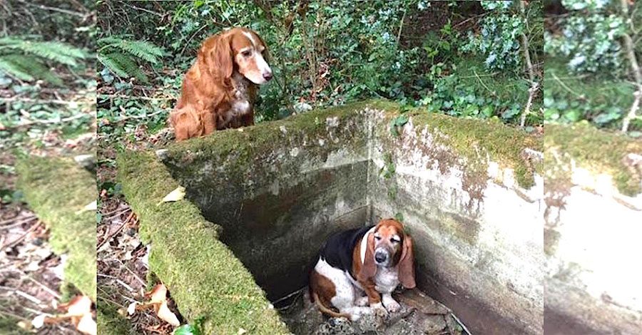 Dos perros desaparecen en el bosque, hasta que un extraño ve la IMPRESIONANTE verdad...