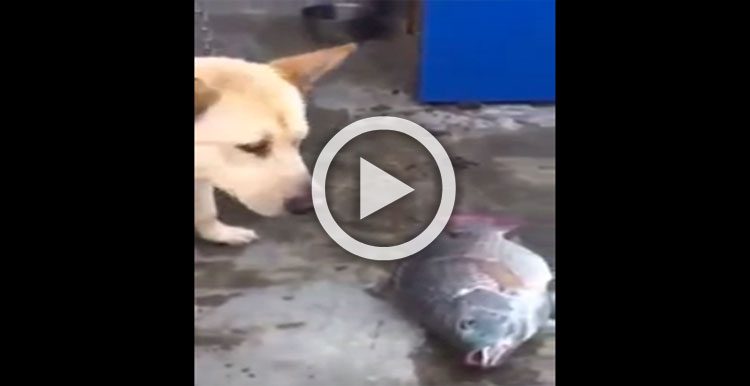 Este perro ve un pescado tirado en el suelo. Lo que hace después me IMPACTÓ POR COMPLETO