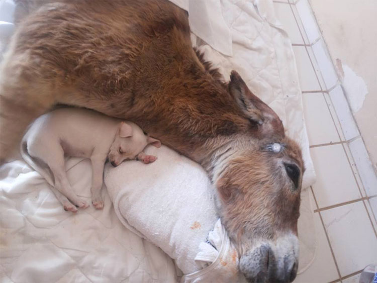 Este burro que había sido dado por muerto encuentra consuelo en un pequeño amigo
