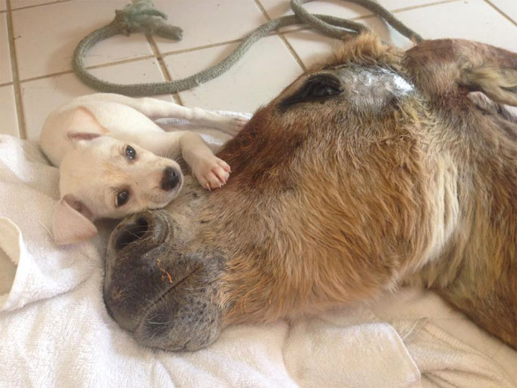 Este burro que había sido dado por muerto encuentra consuelo en un pequeño amigo