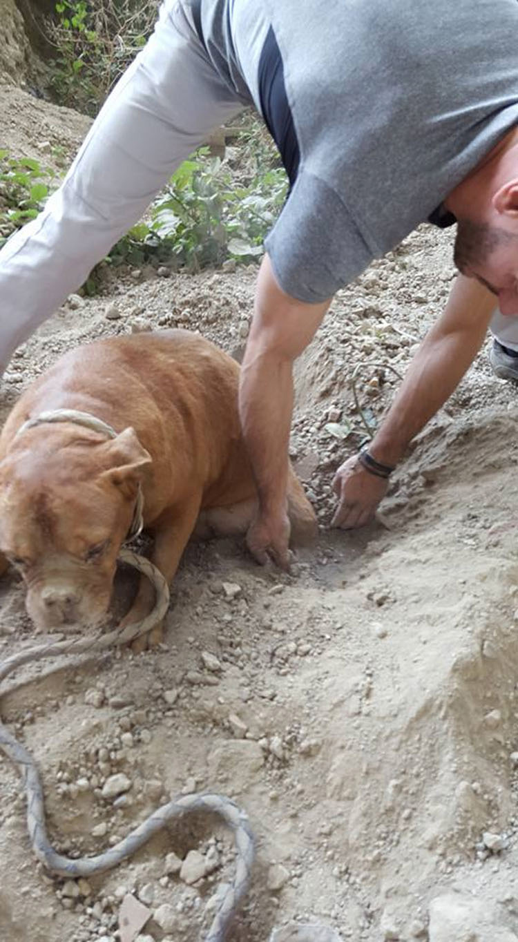 El hombre que enterró a este perro VIVO pensaba que nadie la encontraría