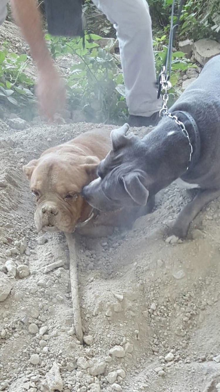 El hombre que enterró a este perro VIVO pensaba que nadie la encontraría