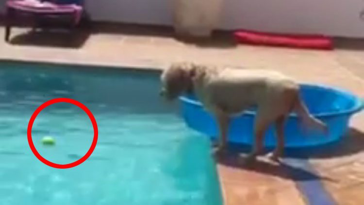 A este perro se le cae accidentalmente su pelota a la piscina. ¡No podrá creer CÓMO la recupera!