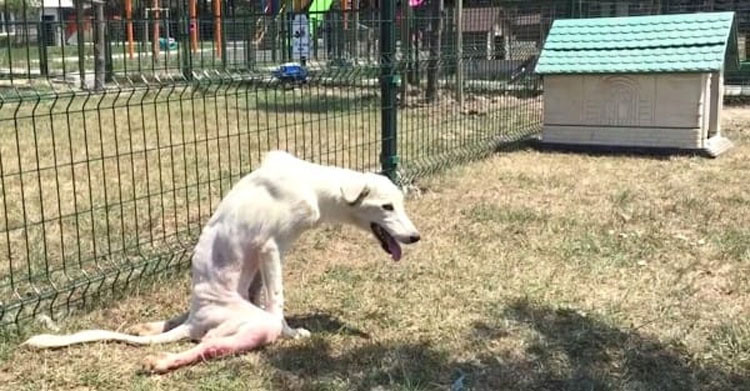 Este perro "roto" estaba tirado como basura. Ahora vea lo que pasa cuando aparecen unas BUENAS PERSONAS