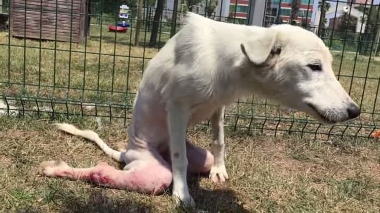 Este perro "roto" estaba tirado como basura. Ahora vea lo que pasa cuando aparecen unas BUENAS PERSONAS